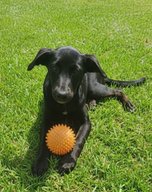 nymeria-adocao-doacao-cachorro-gato-4