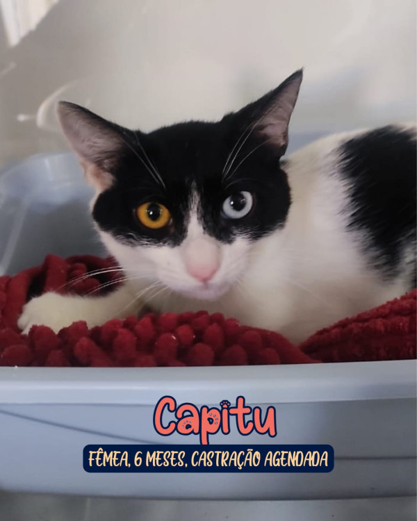 capitu-adocao-doacao-cachorro-gato-0