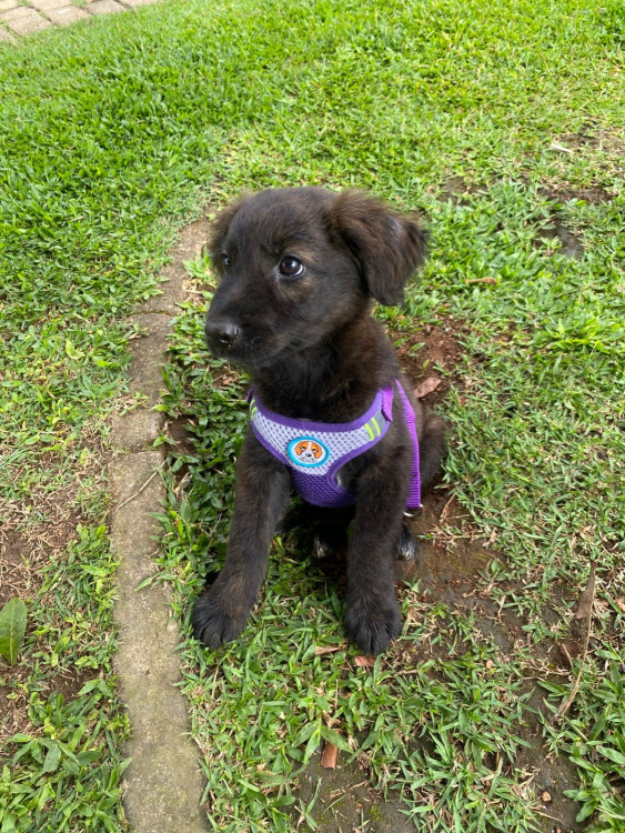 cookie-filhote-adocao-doacao-cachorro-gato-0