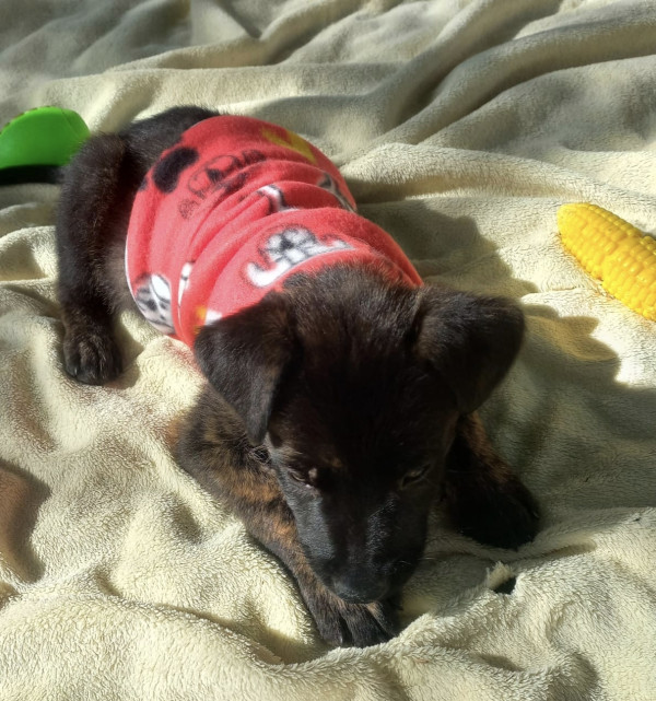 doce-allan-adocao-doacao-cachorro-gato-2