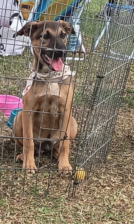 bebezao-adocao-doacao-cachorro-gato-0
