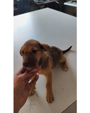 Um Amigo Para Toda Vida , Adoção Responsavel