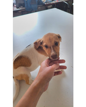 Um Amigo Para Toda Vida , Adoção Responsavel