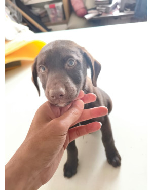 Um amigo Para Toda Vida , Adoção Responsável