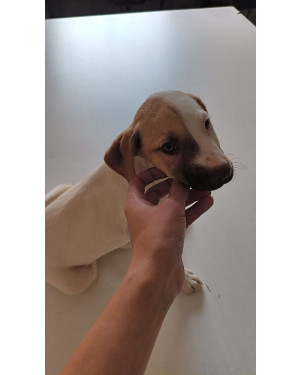 Um Amiga Para Toda Vida , Adoção Responsável