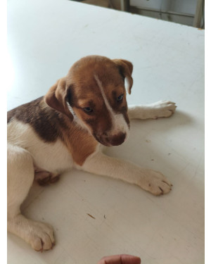 Um Amigo Para Toda Vida , Adoção Responsável