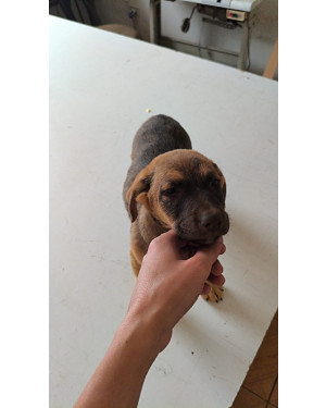 Um Amigo Para Toda Vida , Adoção Responsável