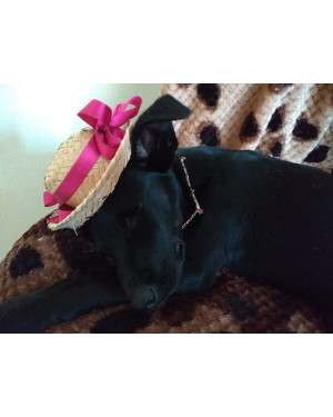 Feminha Adulta Castrada