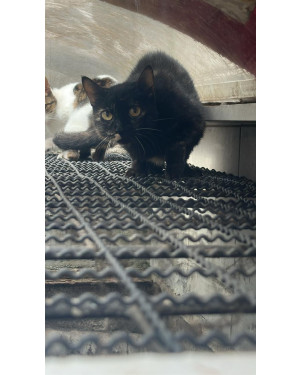 Gatinha para adoção