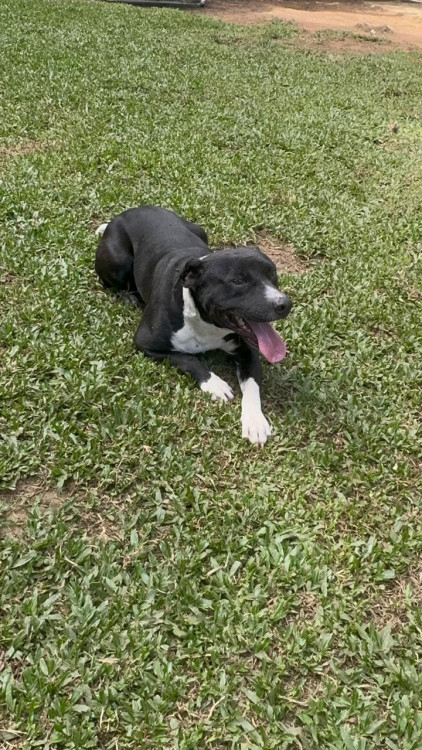 otavio-para-adocao-responsavel-adocao-doacao-cachorro-gato-1