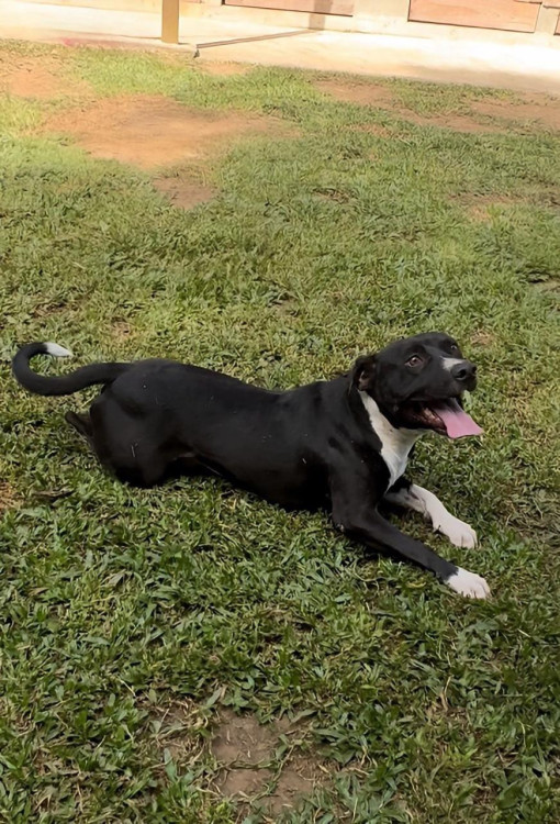 otavio-para-adocao-responsavel-adocao-doacao-cachorro-gato-0