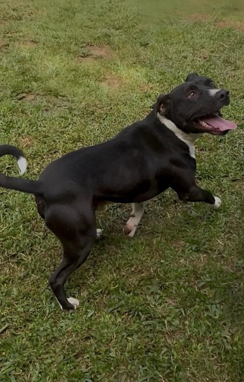 otavio-para-adocao-responsavel-adocao-doacao-cachorro-gato-3