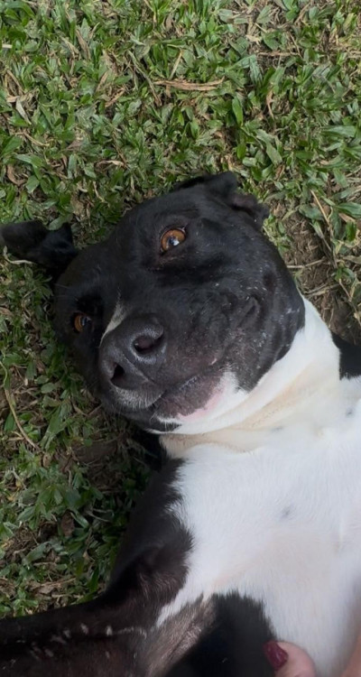 otavio-para-adocao-responsavel-adocao-doacao-cachorro-gato-2