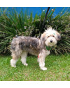 tulio-amoroso-small-2