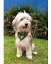 tulio-amoroso-small-4