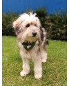 tulio-amoroso-small-1