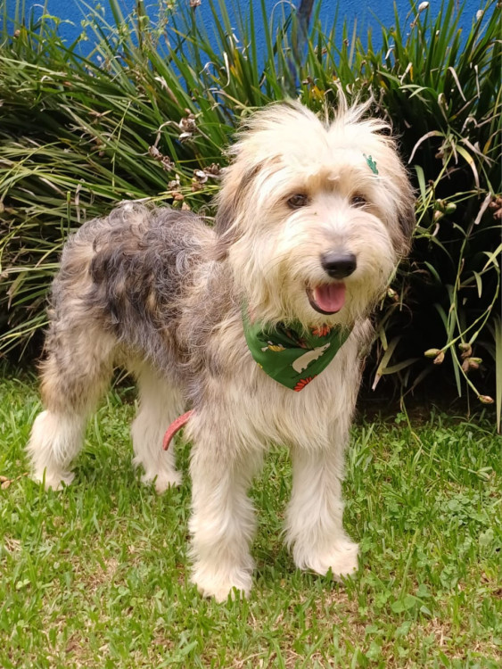 tulio-amoroso-adocao-doacao-cachorro-gato-0
