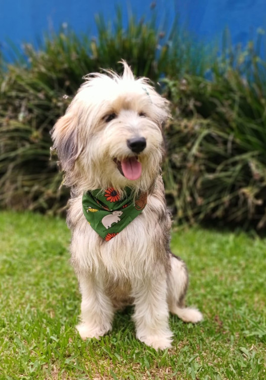 tulio-amoroso-adocao-doacao-cachorro-gato-4