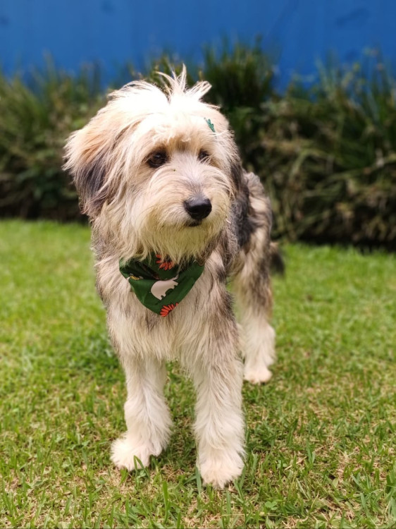 tulio-amoroso-adocao-doacao-cachorro-gato-1