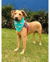 bebe-o-carente-small-1