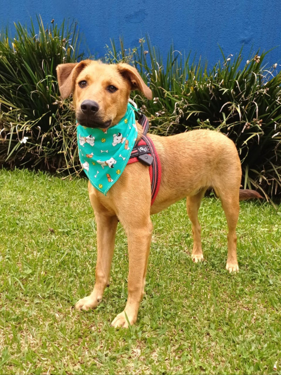 bebe-o-carente-adocao-doacao-cachorro-gato-1