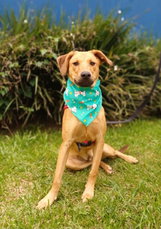 bebe-o-carente-adocao-doacao-cachorro-gato-2