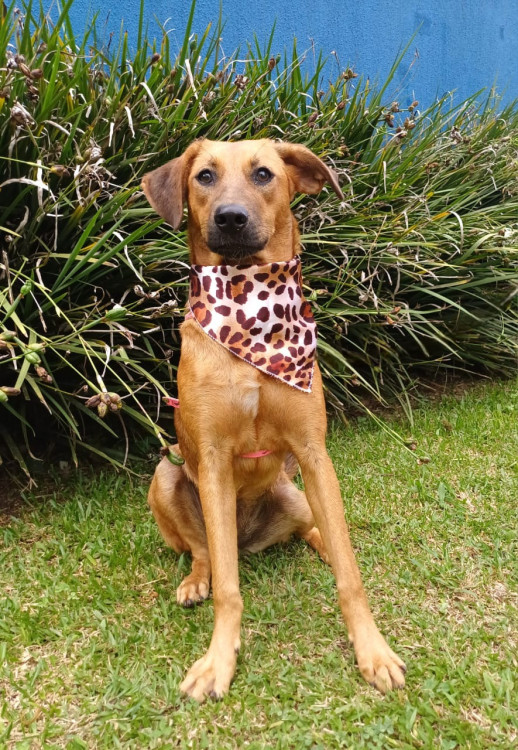 lady-a-timida-adocao-doacao-cachorro-gato-1