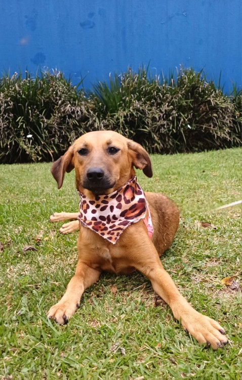 lady-a-timida-adocao-doacao-cachorro-gato-2