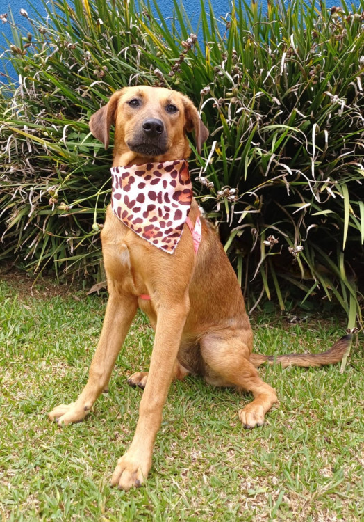 lady-a-timida-adocao-doacao-cachorro-gato-3