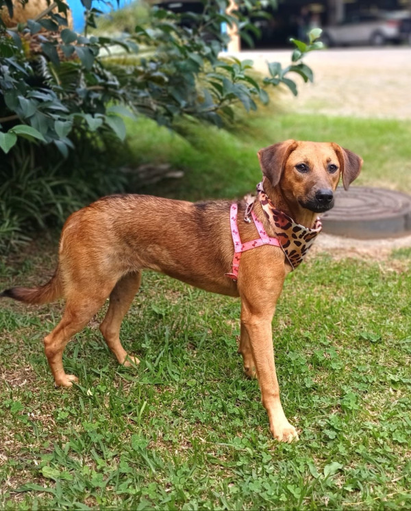 lady-a-timida-adocao-doacao-cachorro-gato-0