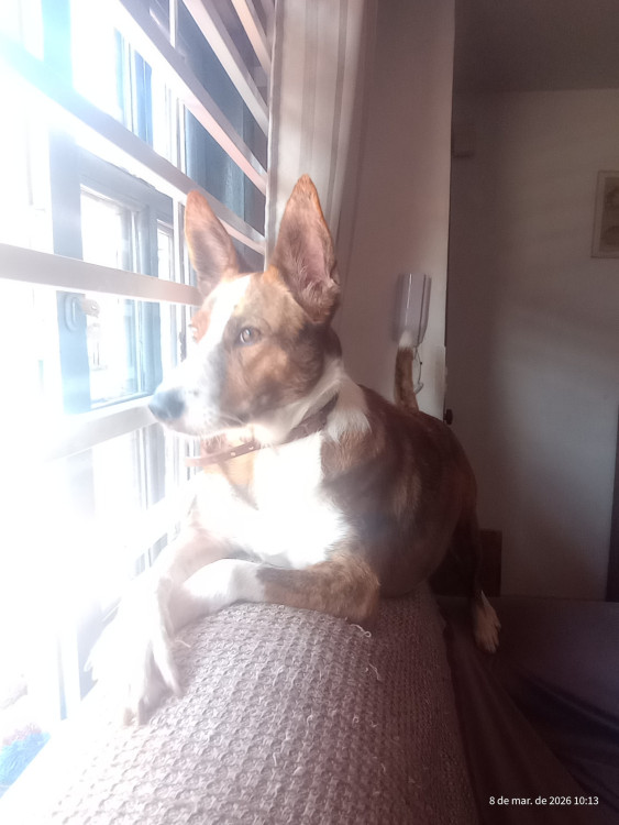 kytta-para-adocao-adocao-doacao-cachorro-gato-0