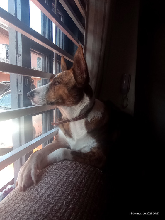 kytta-para-adocao-adocao-doacao-cachorro-gato-1