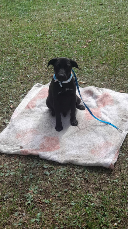 nego-adocao-doacao-cachorro-gato-0