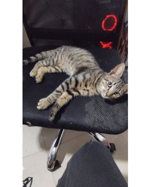 Dokka (nome temporario), muito gentil, carinhoso e silencioso, buscando uma casinha!