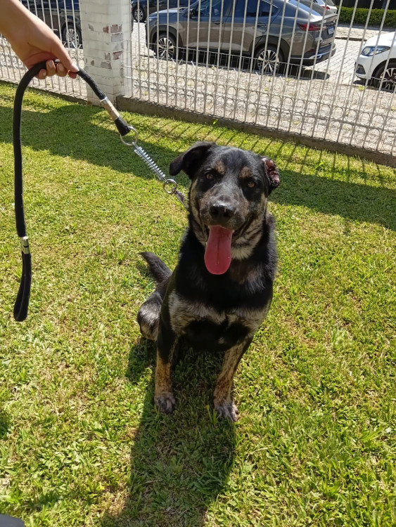 toto-eximio-brincador-de-pegar-bolinhas-adocao-doacao-cachorro-gato-2