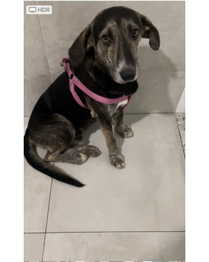 Uma Chance para Companheiro!