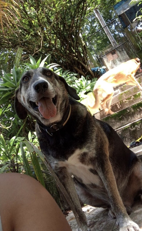 uma-chance-para-companheiro-adocao-doacao-cachorro-gato-3