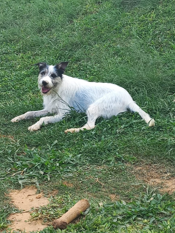 madalena-adocao-doacao-cachorro-gato-4