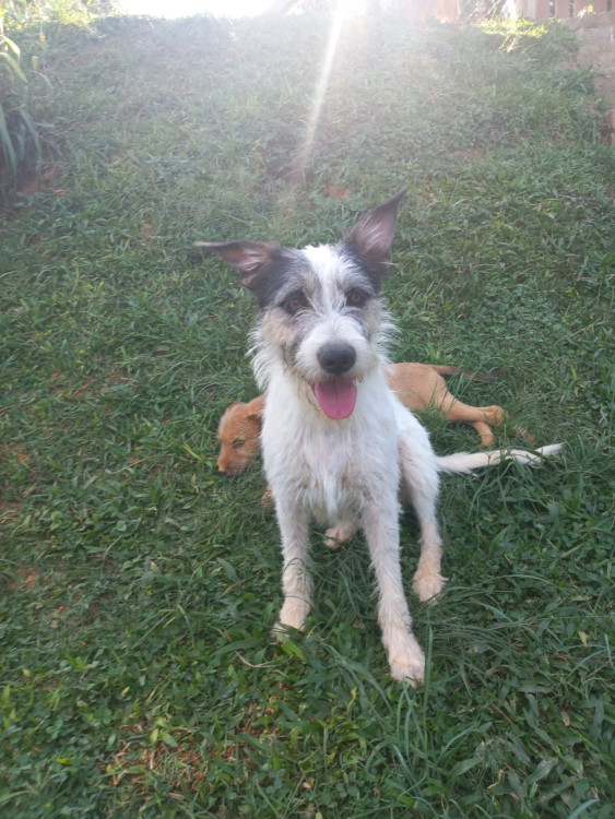 madalena-adocao-doacao-cachorro-gato-3