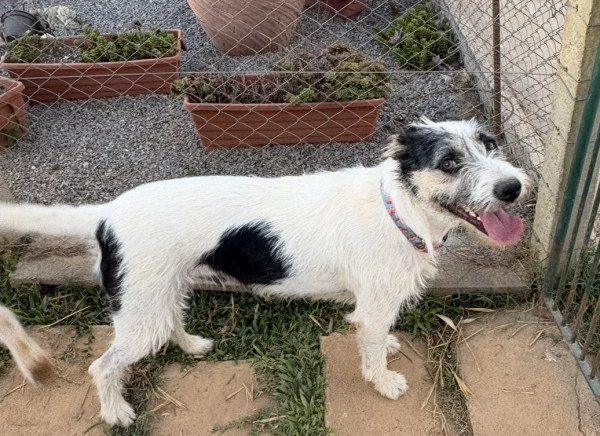 madalena-adocao-doacao-cachorro-gato-4