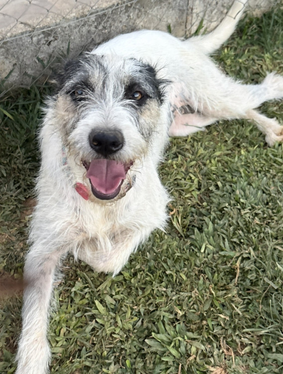 madalena-adocao-doacao-cachorro-gato-3