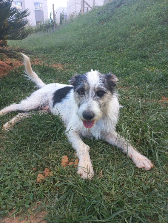 madalena-adocao-doacao-cachorro-gato-1
