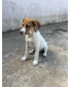 um-amigo-para-toda-vida-adocao-responsavel-small-1