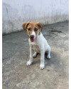 um-amigo-para-toda-vida-adocao-responsavel-small-0