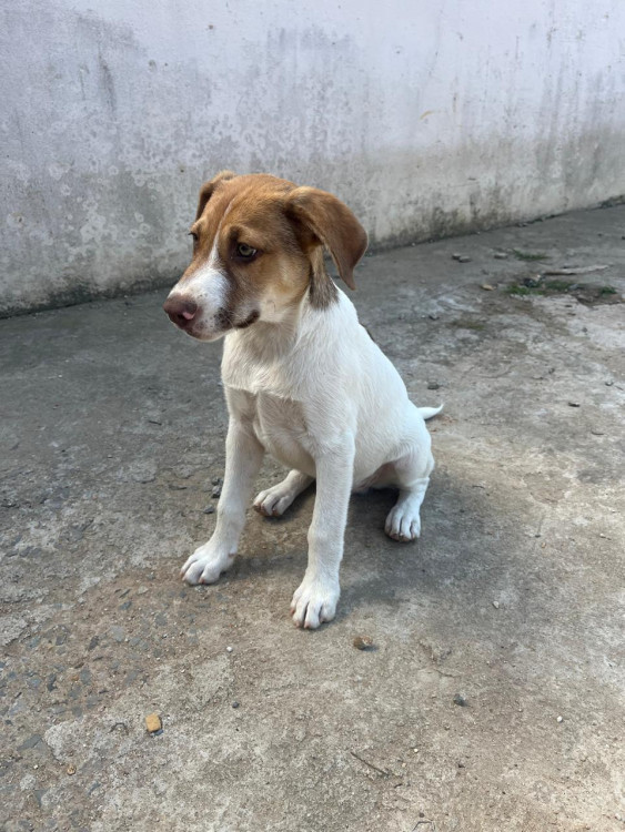 um-amigo-para-toda-vida-adocao-responsavel-adocao-doacao-cachorro-gato-1