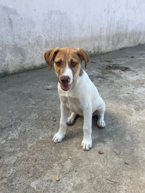 um-amigo-para-toda-vida-adocao-responsavel-adocao-doacao-cachorro-gato-0
