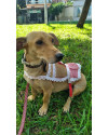 uma-chance-para-doce-nina-small-0