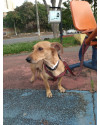 uma-chance-para-doce-nina-small-2