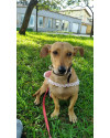 uma-chance-para-doce-nina-small-1