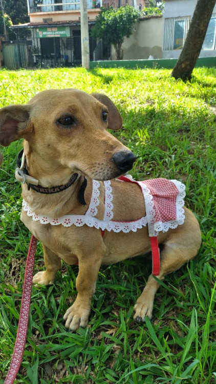 uma-chance-para-doce-nina-adocao-doacao-cachorro-gato-0